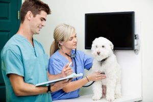 Aposentadoria de veterinário